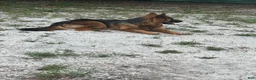 German Shepherd dogs for sale: German Shepherd 1 - Ad 3