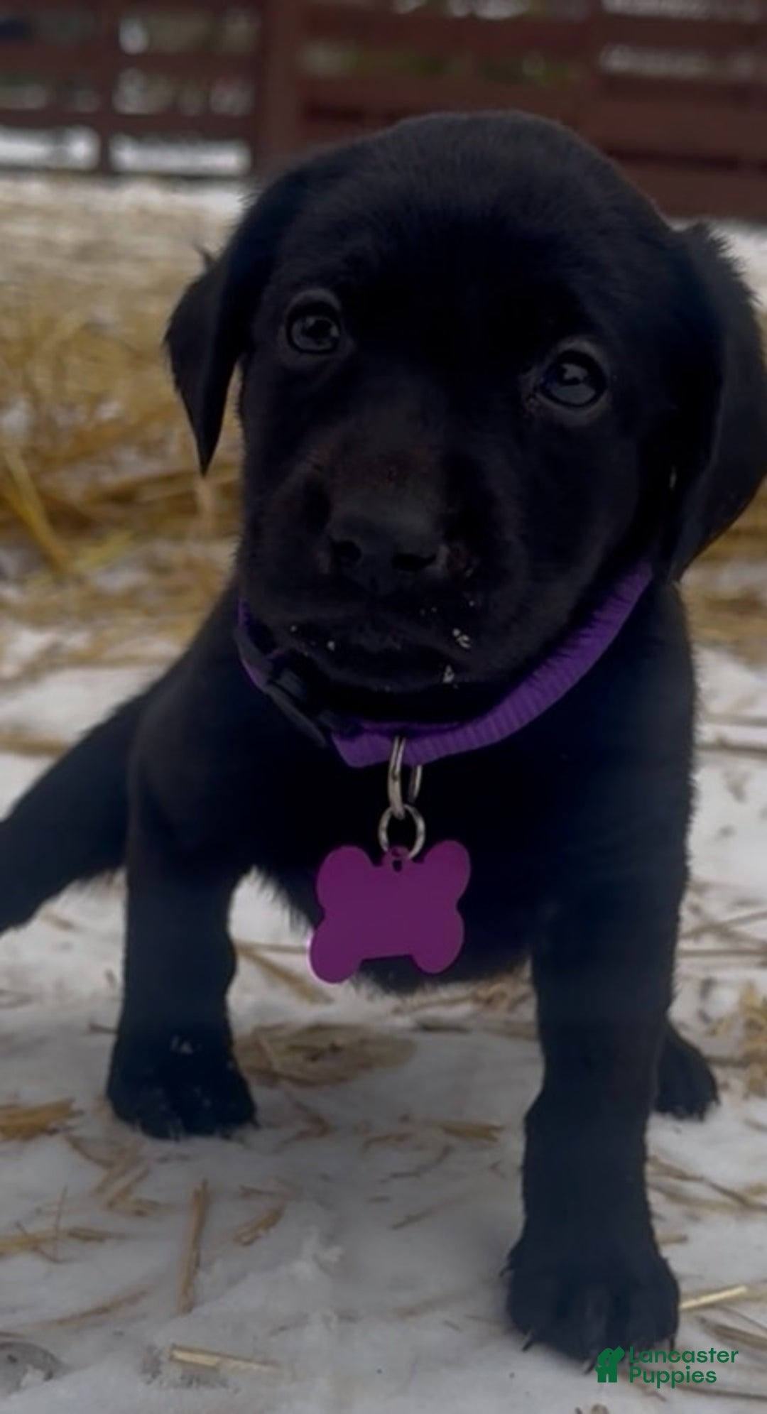 Labrador Retriever dogs for sale: Labrador Retriever Puppy 1 - Ad 7