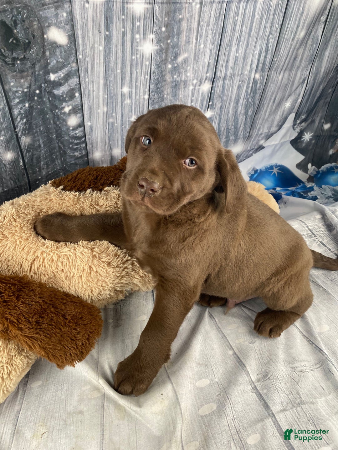 Labrador Retriever dogs for sale: Ava - Ad 1