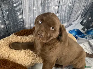 Labrador Retriever dogs Ava - Ad 2