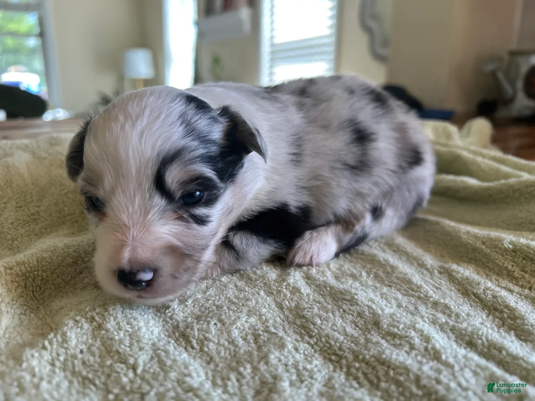 Mixed Breed dogs for sale: Laken - Ad 2
