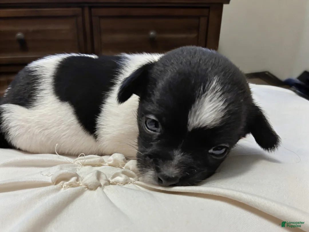 Chihuahua dogs for sale: Brook🩷 - Ad 1