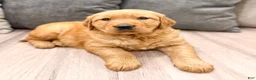 Golden Retriever dogs for sale: Hailey - Ad 3