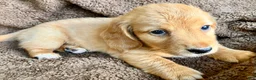 Miniature Dachshund dogs for sale: CHEDDAR, CHEDDAR, CHEDDAR!!! - Ad 11
