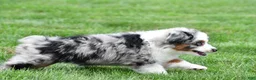 Miniature Australian Shepherd dogs for sale: Wendy - Ad 10