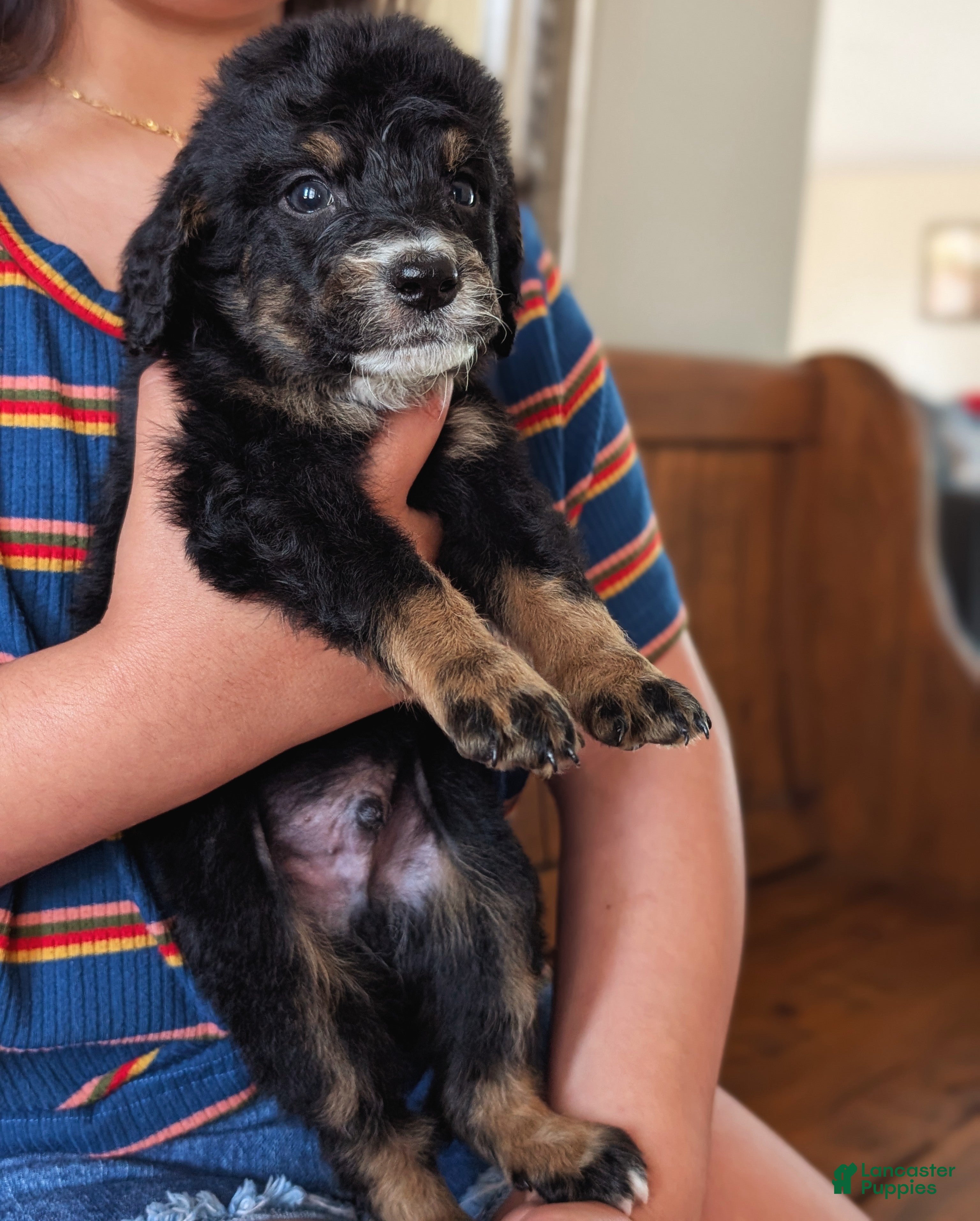 Mixed Breed dogs Mixed Breed Puppy 4 - Ad 2