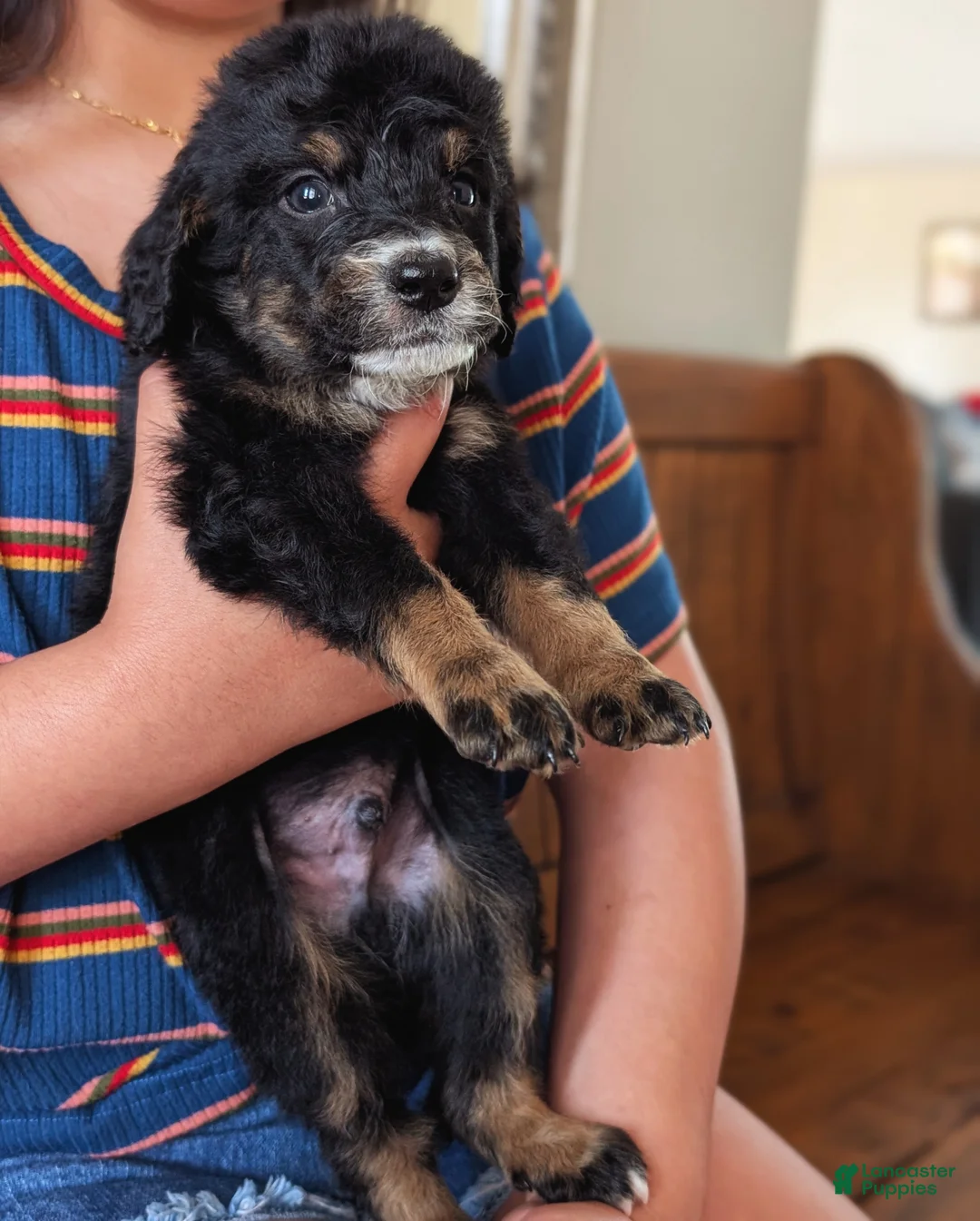 Mixed Breed dogs for sale: Mixed Breed Puppy 4 - Ad 2