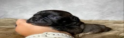 Frenchton dogs for sale: Mr. Murphy  - Ad 9