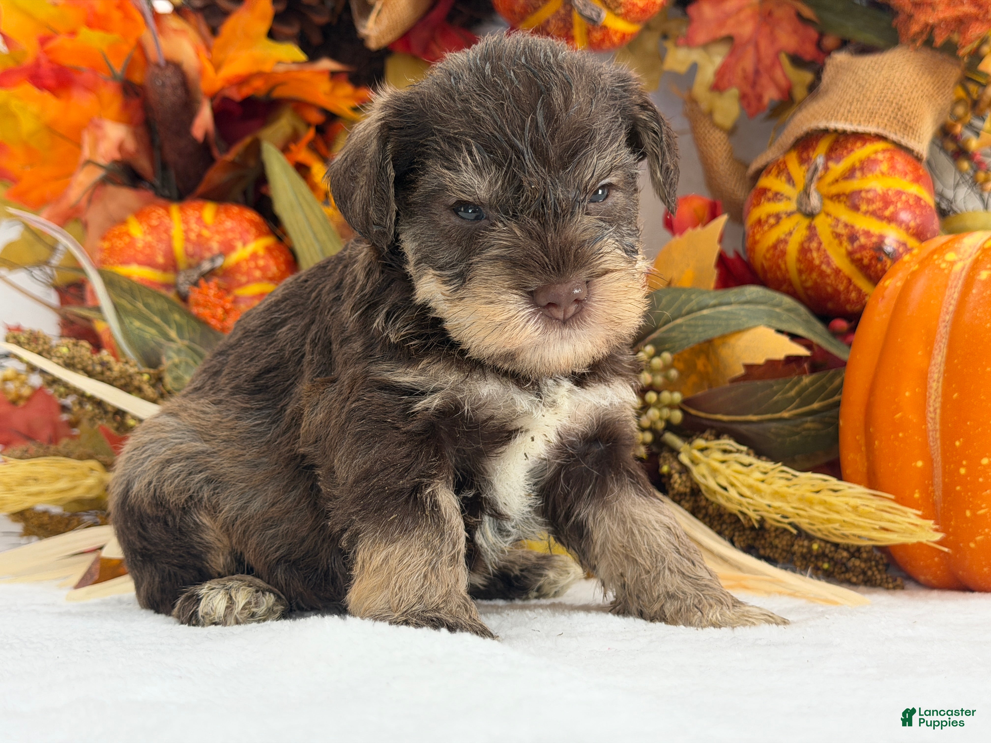 Miniature Schnauzer dogs for sale: Kora Male 2 - Ad 34