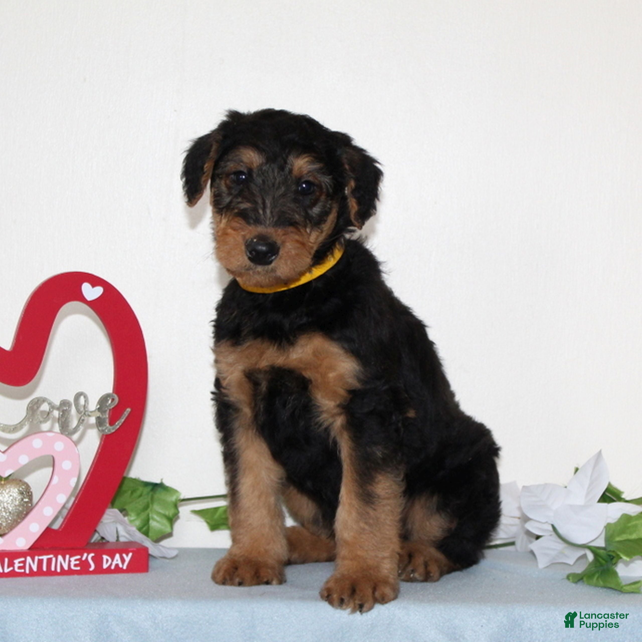 Airedale Terrier dogs for sale: Stanley  - Ad 3