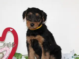 Airedale Terrier dogs for sale: Stanley - Ad 3