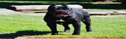 Cane Corso dogs for sale: Cane Corso Puppy 1 - Ad 2