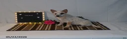 Australian Cattle Dog dogs for sale: Trixie - Ad 3