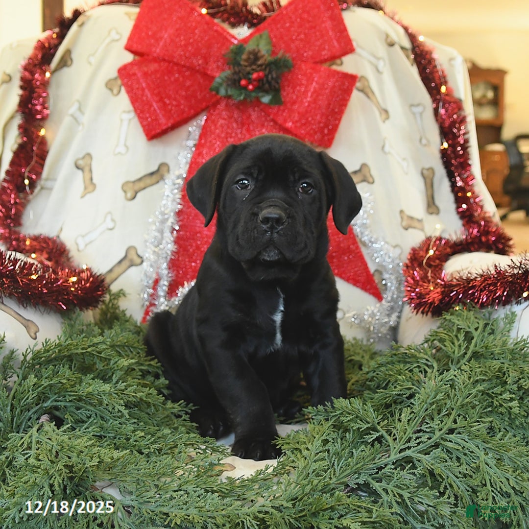 Cane Corso dogs for sale: Pepper - Ad 1