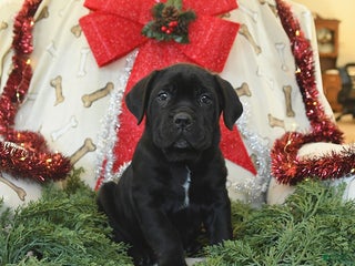 Cane Corso dogs Pepper - Ad 7