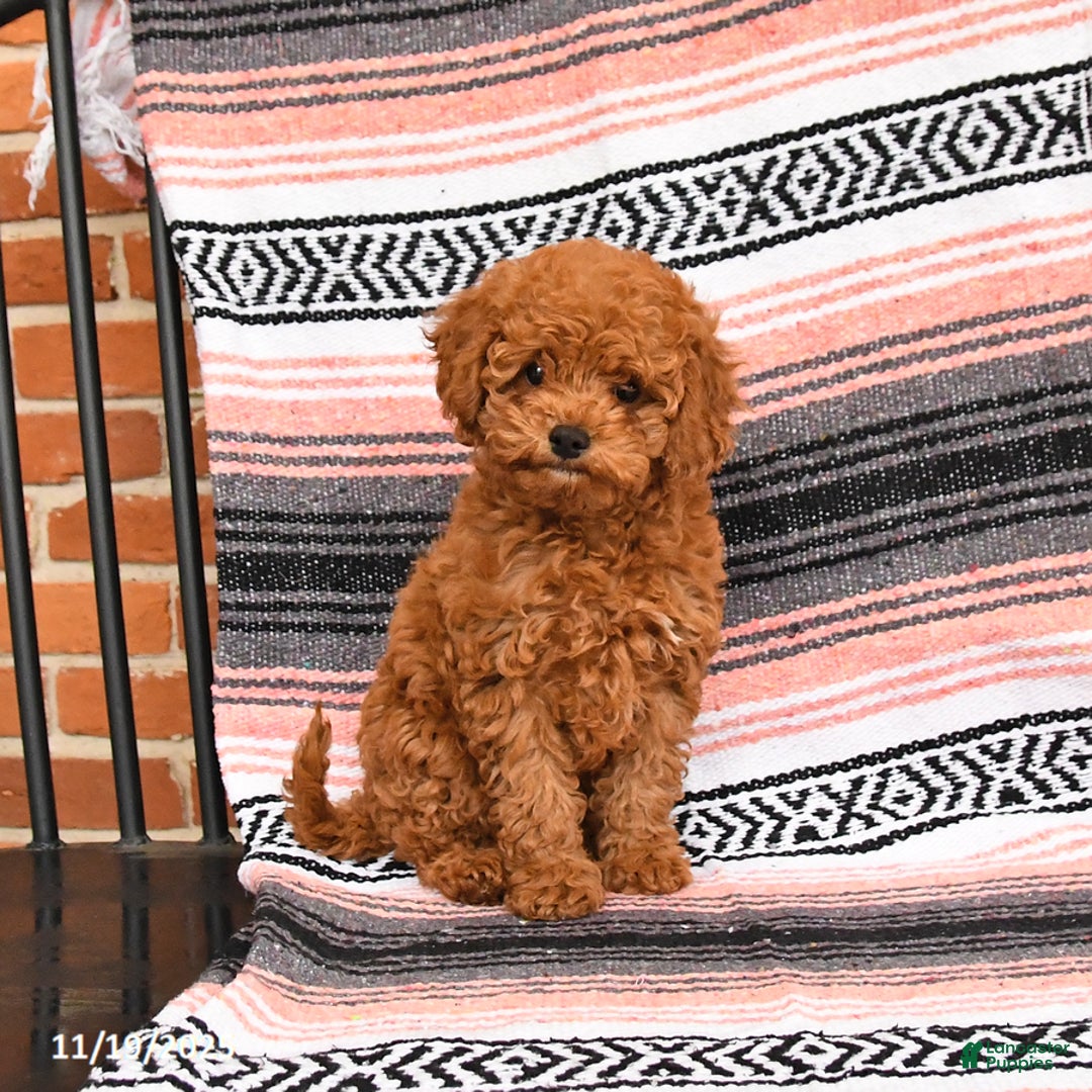 Cockapoo dogs for sale: Cherry - Ad 3