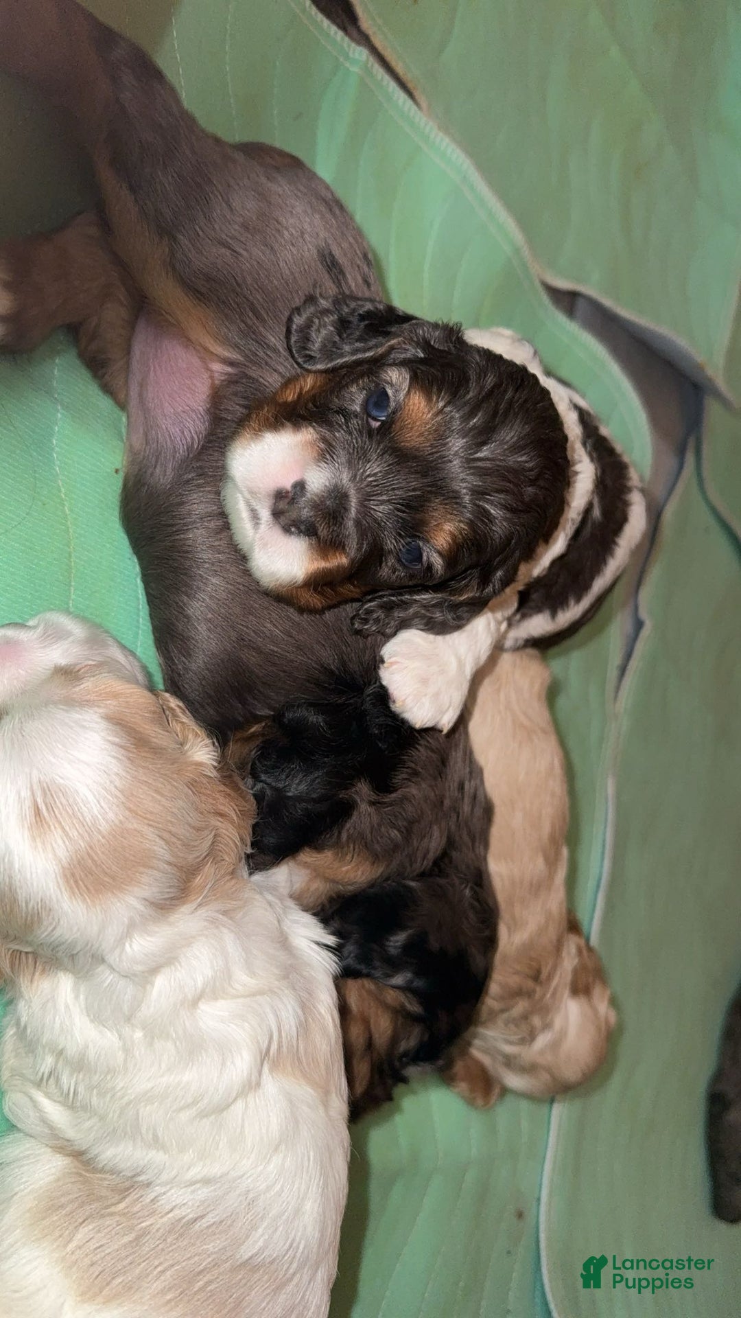 Cocker Spaniel dogs for sale: Knox - Ad 10