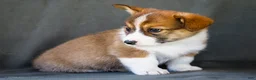 Welsh Corgi Pembroke dogs for sale: Bitsie - Ad 9