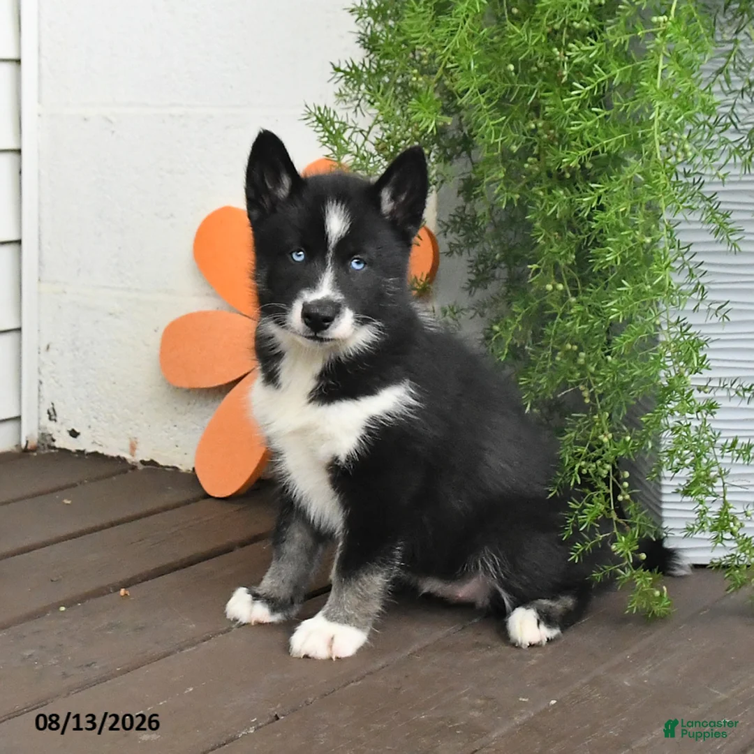 Gerberian Shepsky dogs for sale: Flora   - Ad 1