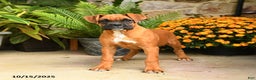 Boxer dogs for sale: Candy - Ad 2