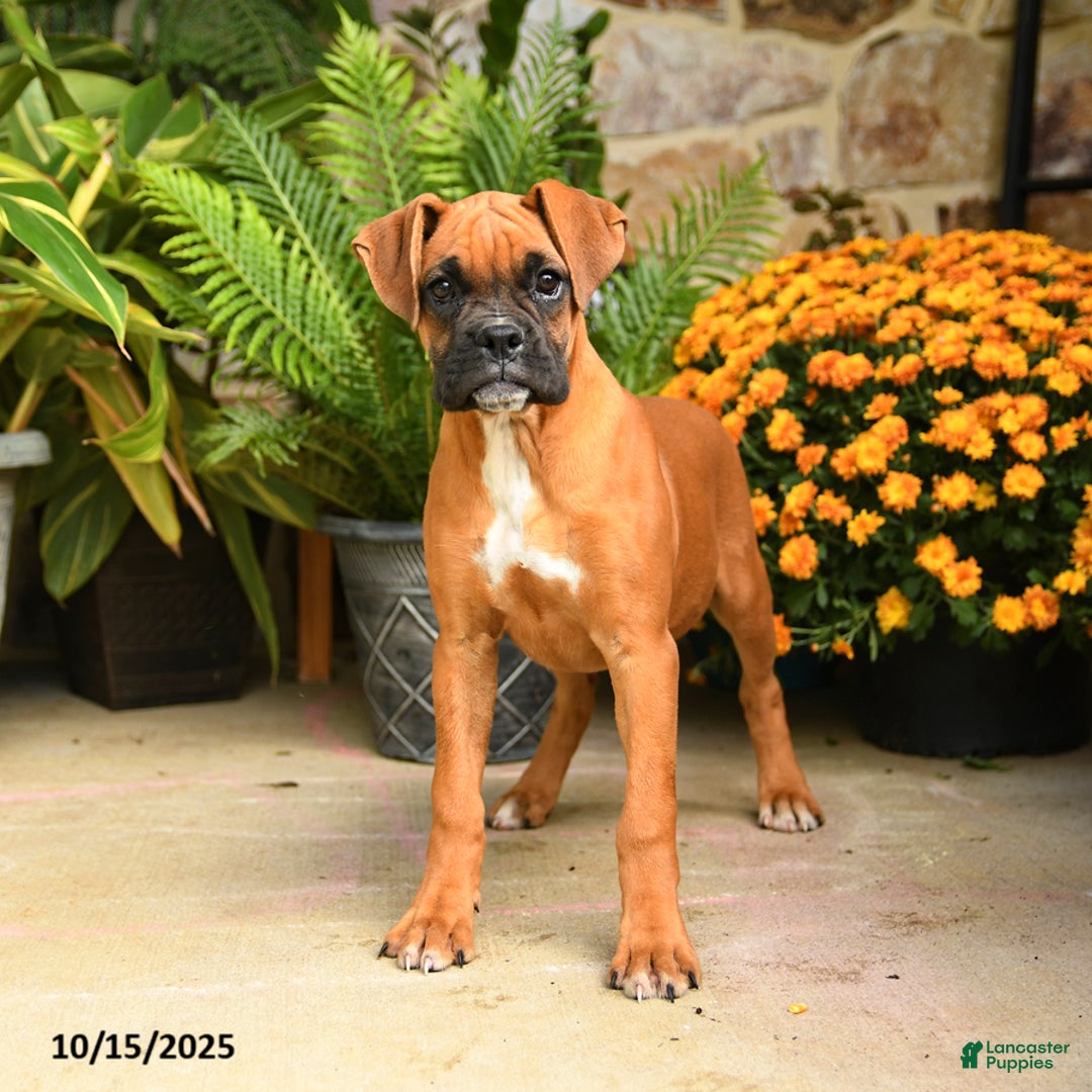 Boxer dogs for sale: Candy - Ad 2