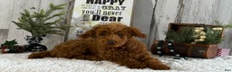 Toy Poodle dogs for sale: Popper - Ad 2