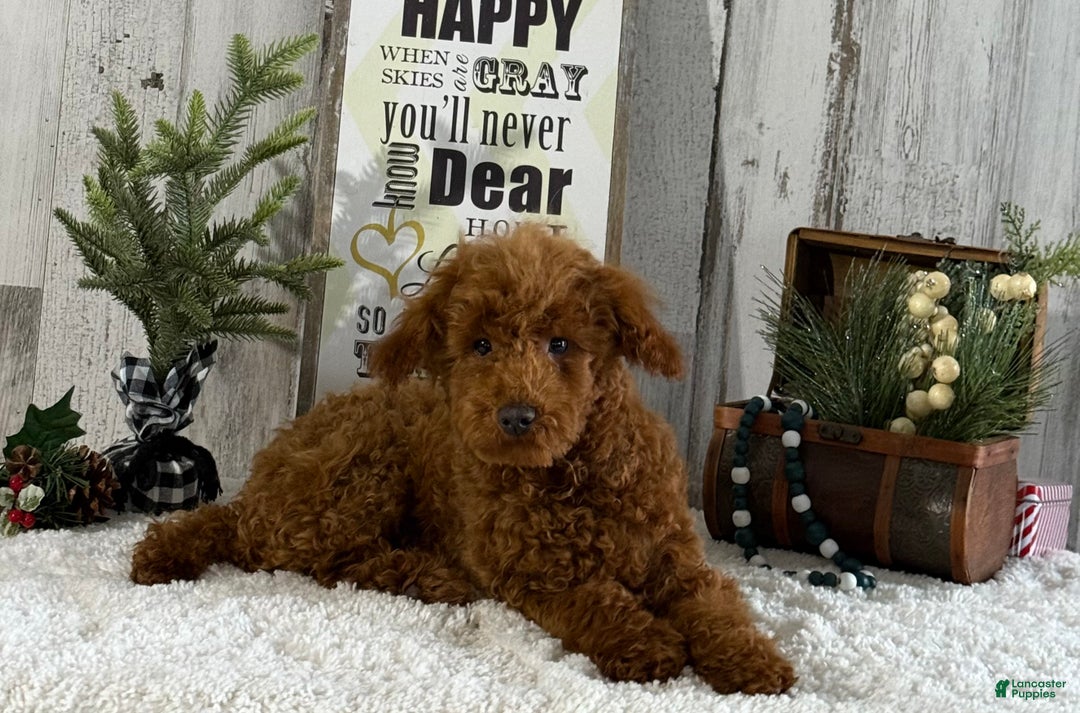 Toy Poodle dogs for sale: Popper - Ad 2