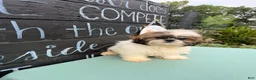Shih Tzu dogs for sale: Queenie Shih Tzu  - Ad 4