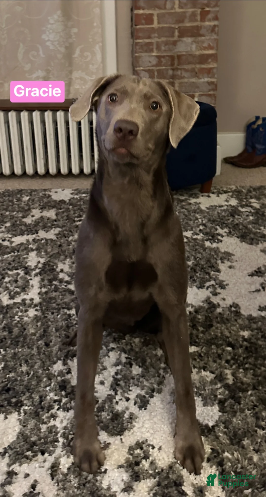 Labrador Retriever dogs for sale: Labrador Retriever Blue - Ad 4