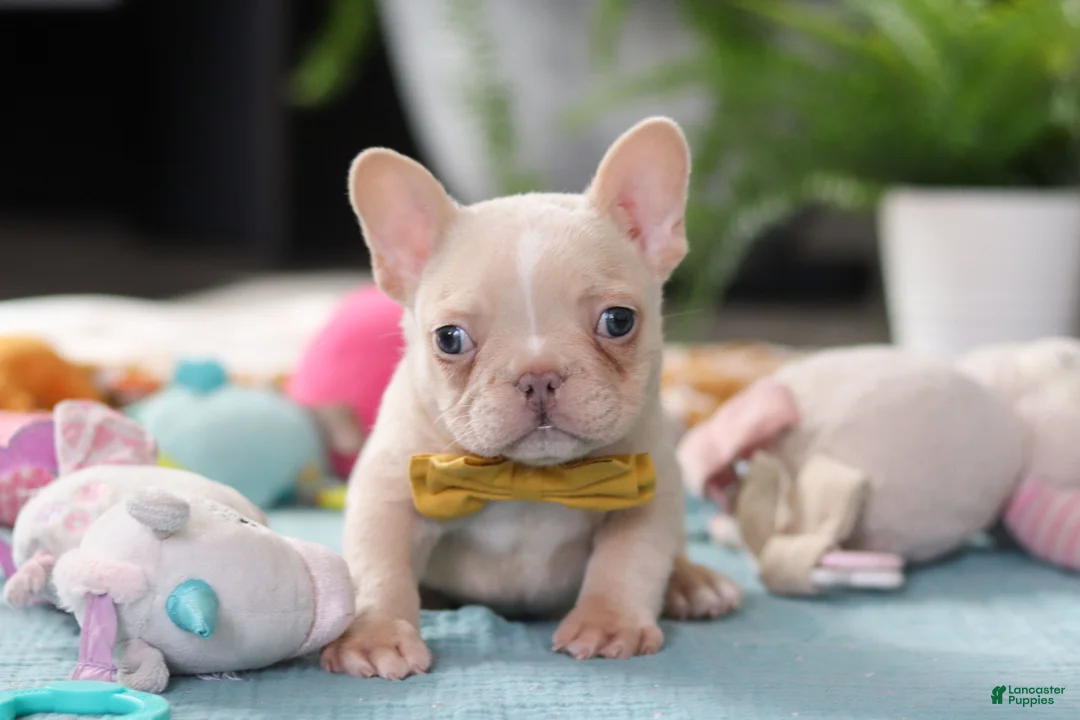 French Bulldog dogs for sale: Jared - Ad 1