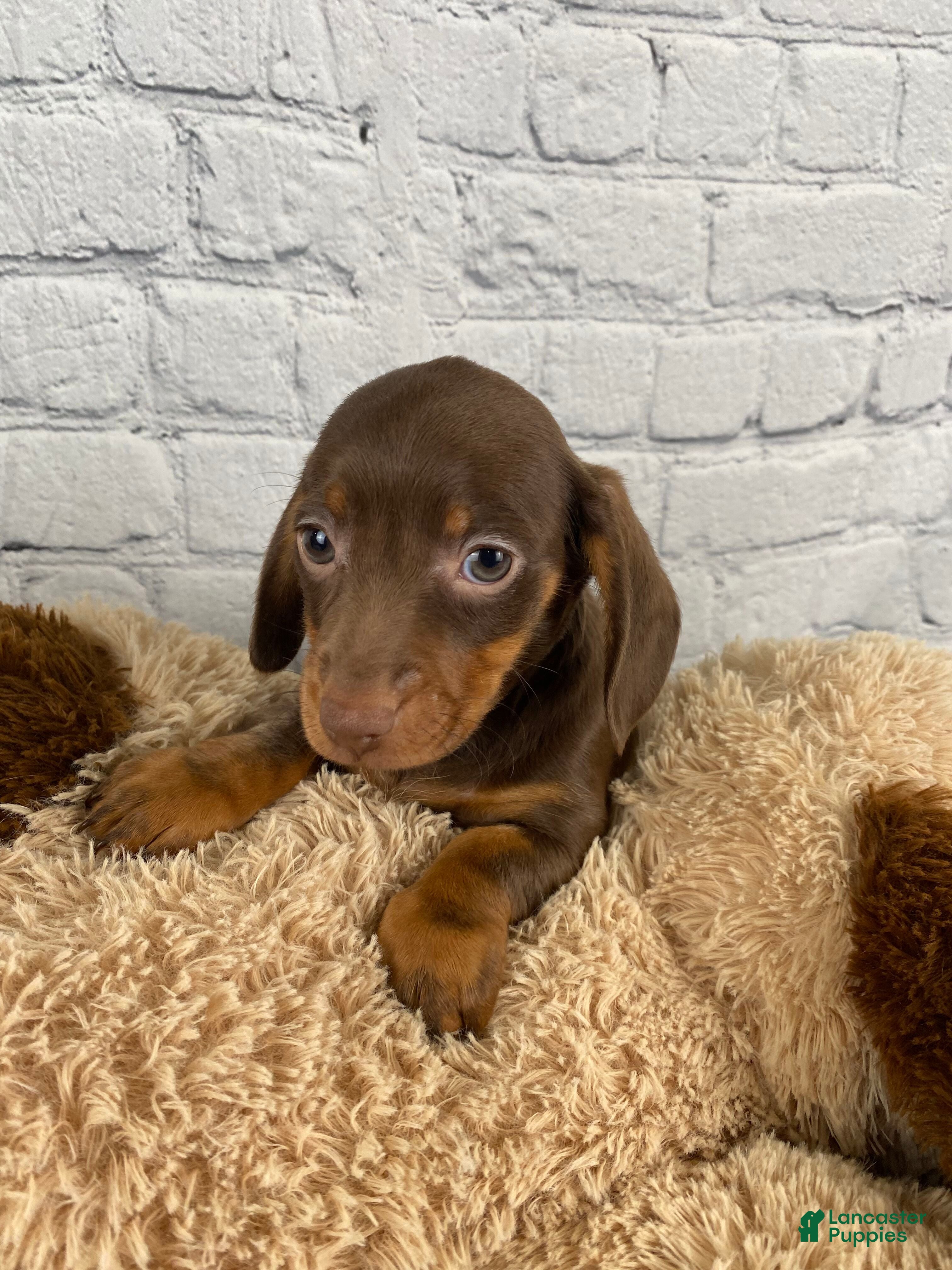Miniature Dachshund dogs Wendy - Ad 2