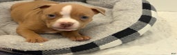 American Bully dogs for sale: Caramel  - Ad 1