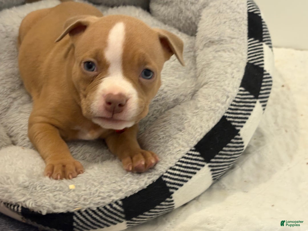 American Bully dogs for sale: Caramel  - Ad 1