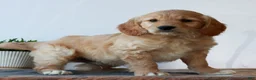 Mini Goldendoodle dogs for sale: Bryce  - Ad 2