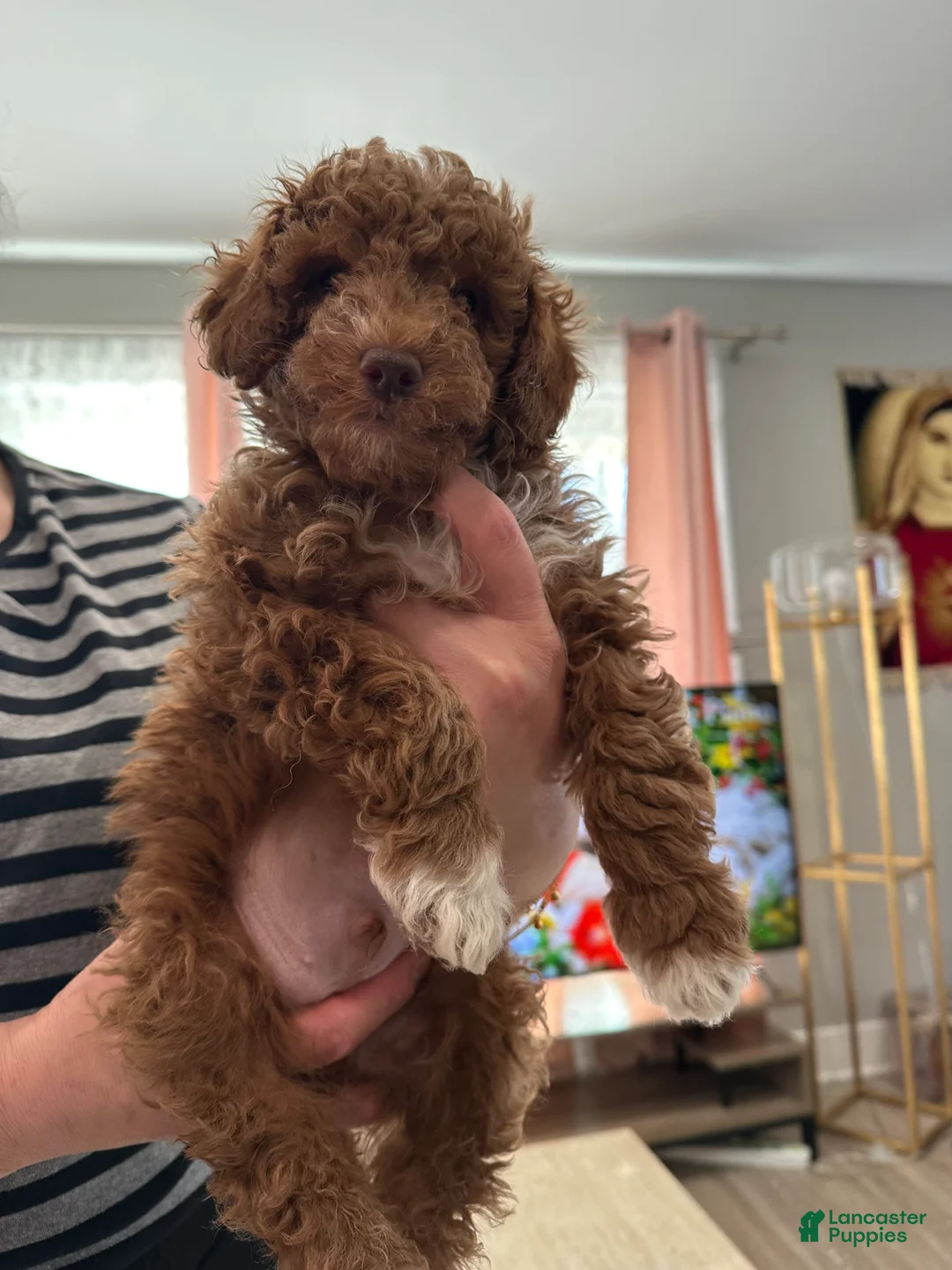 Mini Goldendoodle dogs for sale: Mini Goldendoodle Puppy 1 - Ad 1