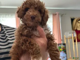 Mini Goldendoodle dogs Mini Goldendoodle Puppy 1 - Ad 7