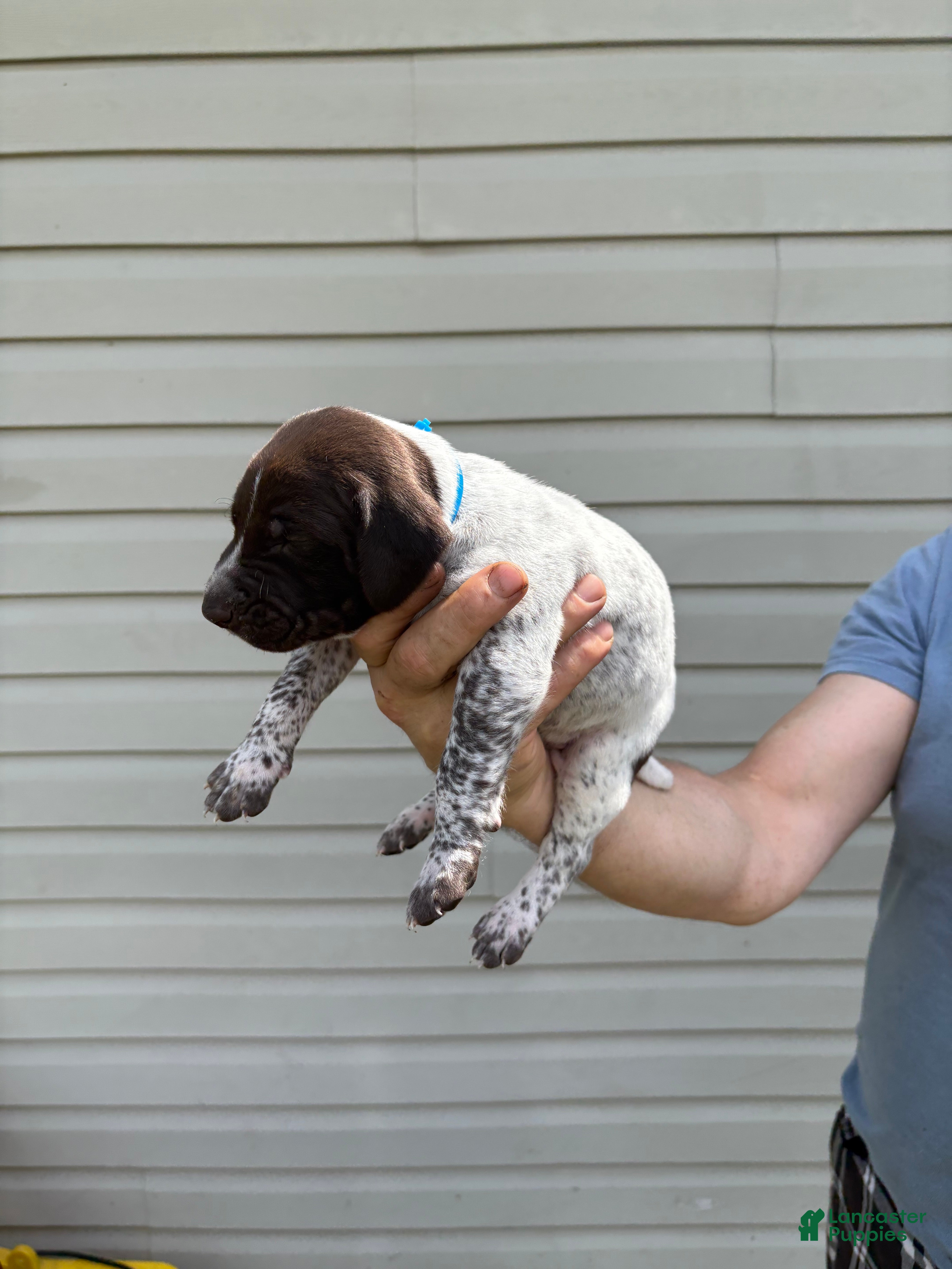German Shorthaired Pointer dogs German Shorthaired Pointer 3 - Ad 2
