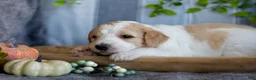 Goldendoodle dogs for sale: Winnie  - Ad 1