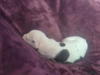 American Pit Bull Terrier dogs Genghis khan - Ad 4