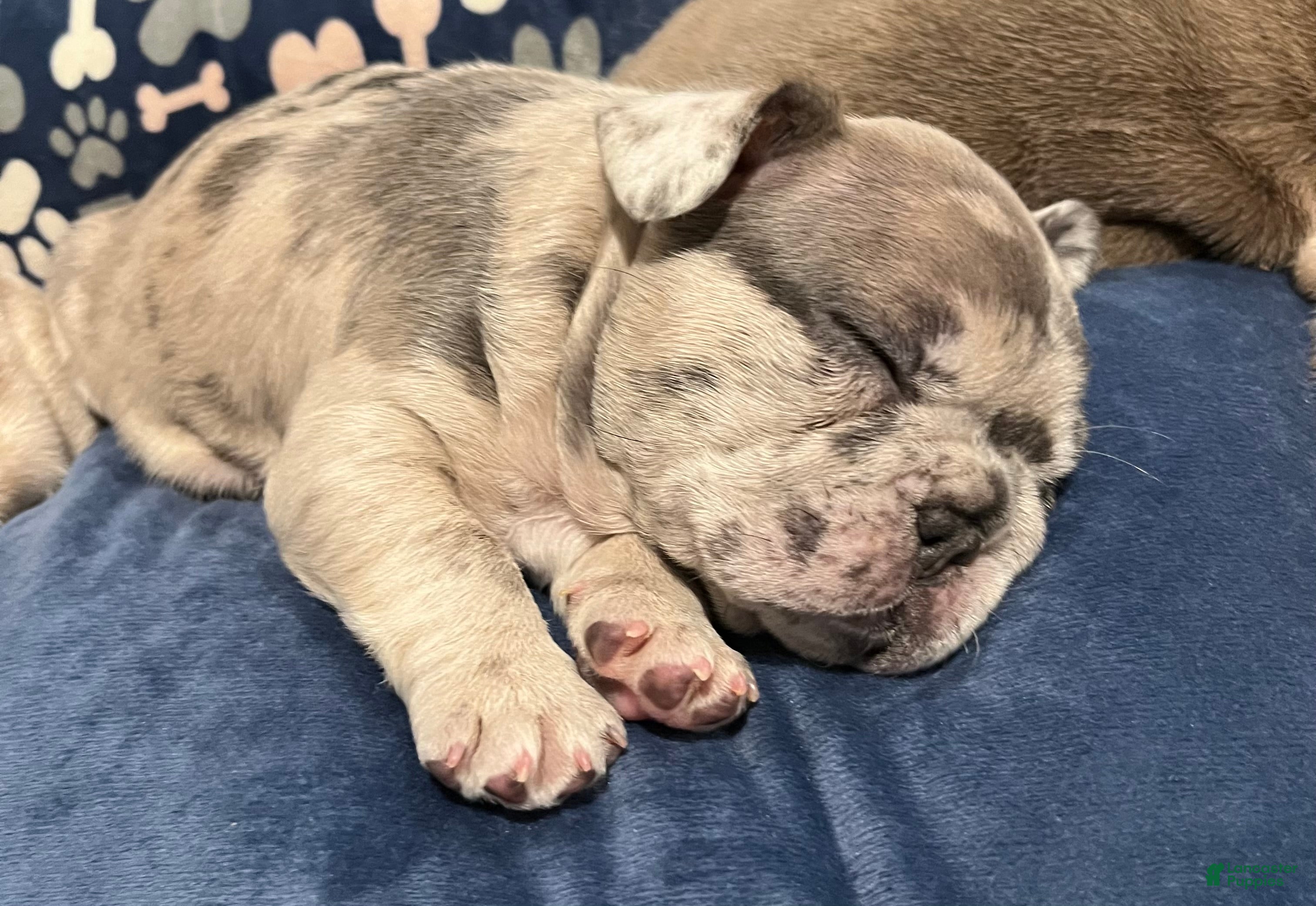 French Bulldog dogs French Bulldog Puppy 3 - Ad 18