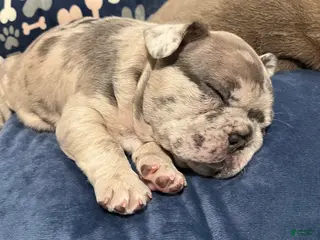 French Bulldog dogs French Bulldog Puppy 3 - Ad 9