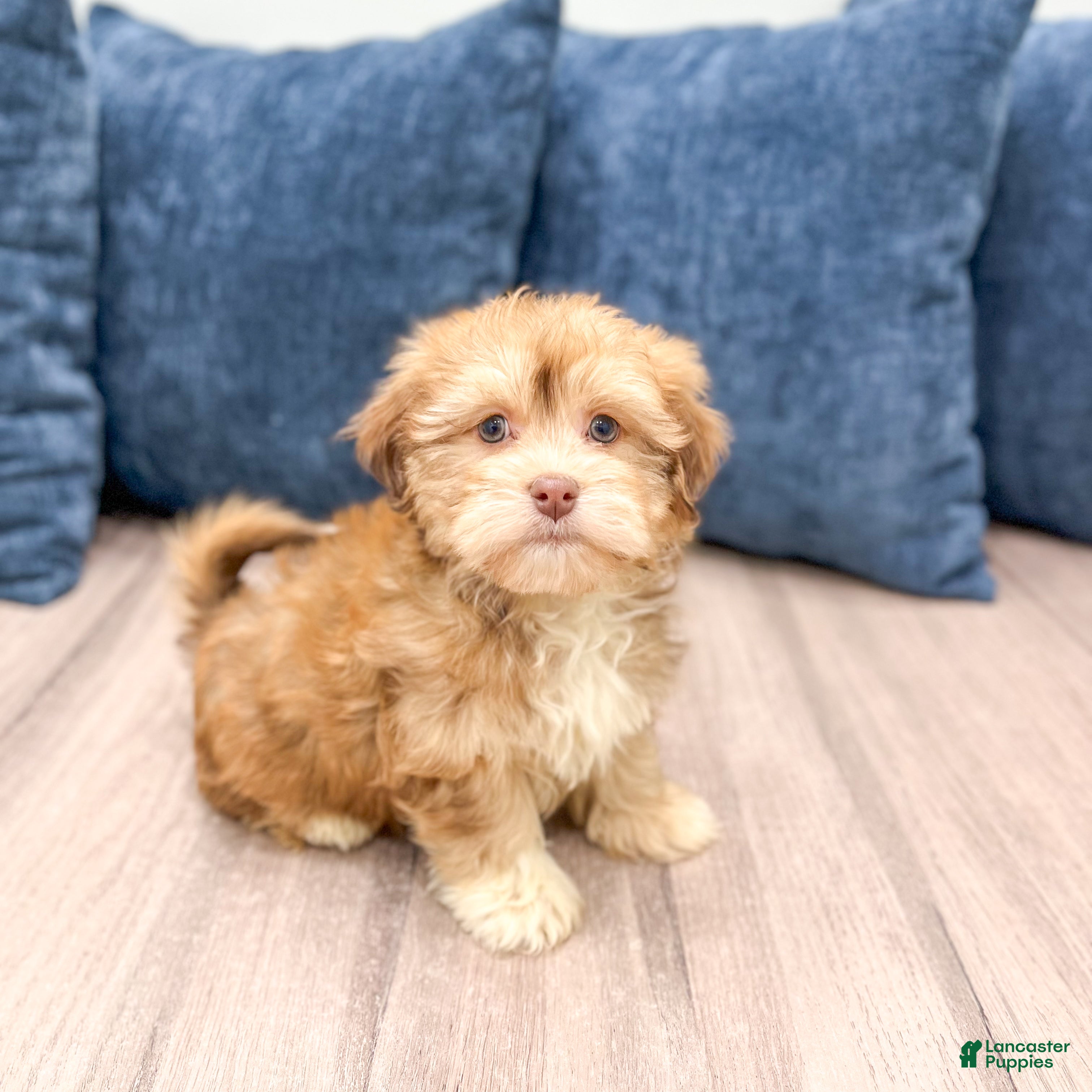 Havanese dogs Hunter - Ad 3