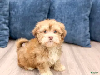 Havanese dogs Hunter - Ad 3