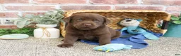 Labrador Retriever dogs for sale: Scott - Ad 4