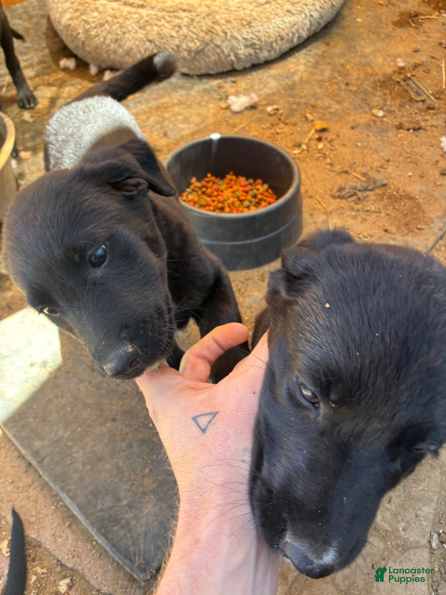 Labrador Retriever dogs Labrador Retriever 2 - Ad 15