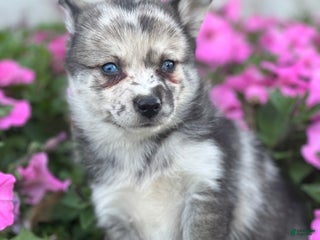 Mixed Breed dogs - Ad 17