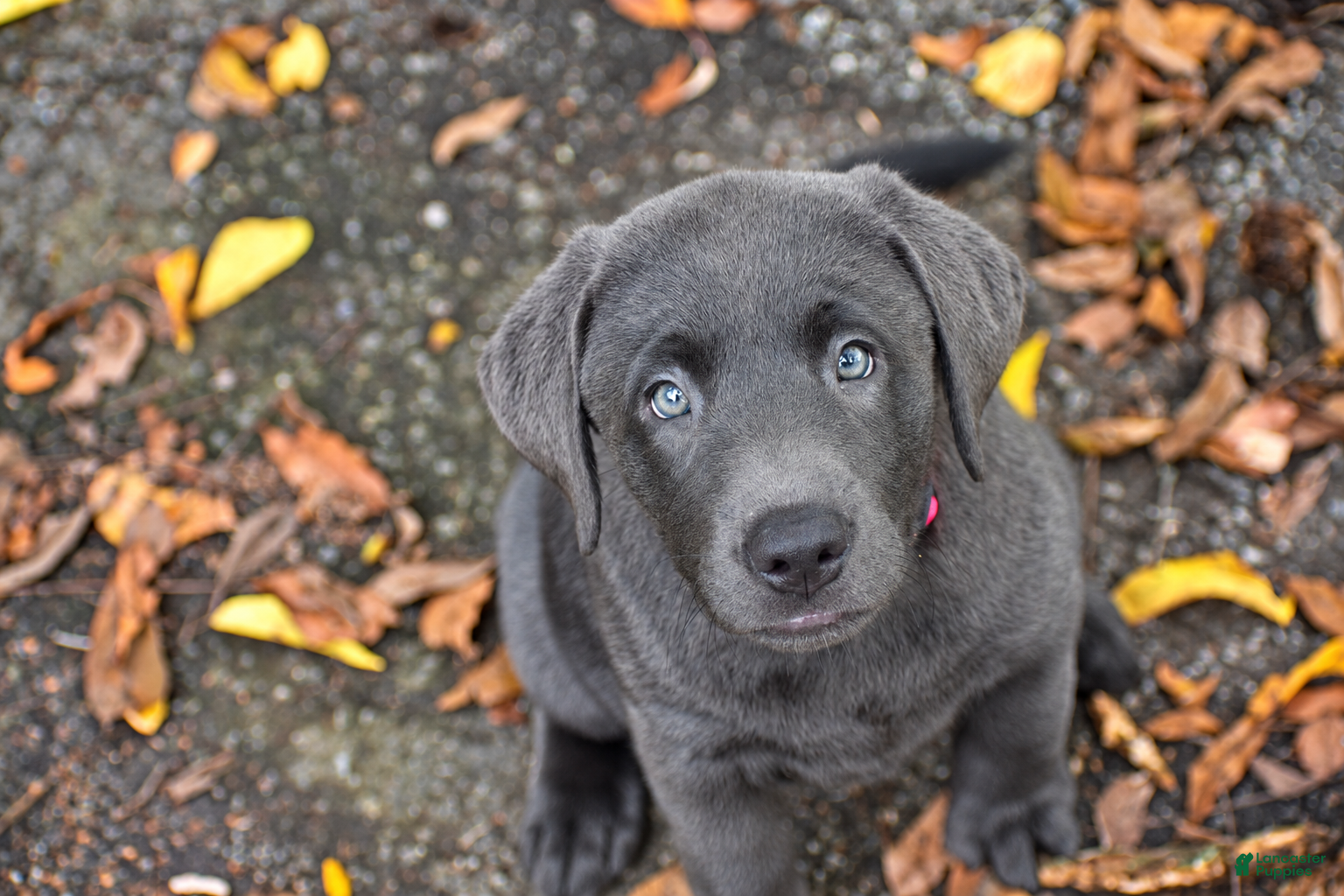 Labrador Retriever dogs Meadow - Ad 2