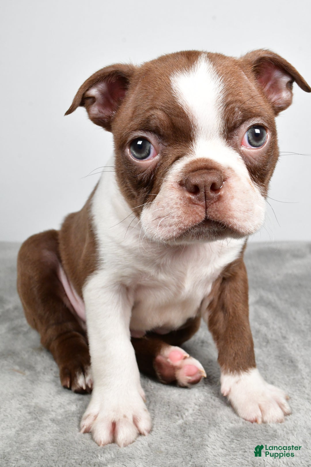 Boston Terrier dogs for sale: Jasper - Ad 9