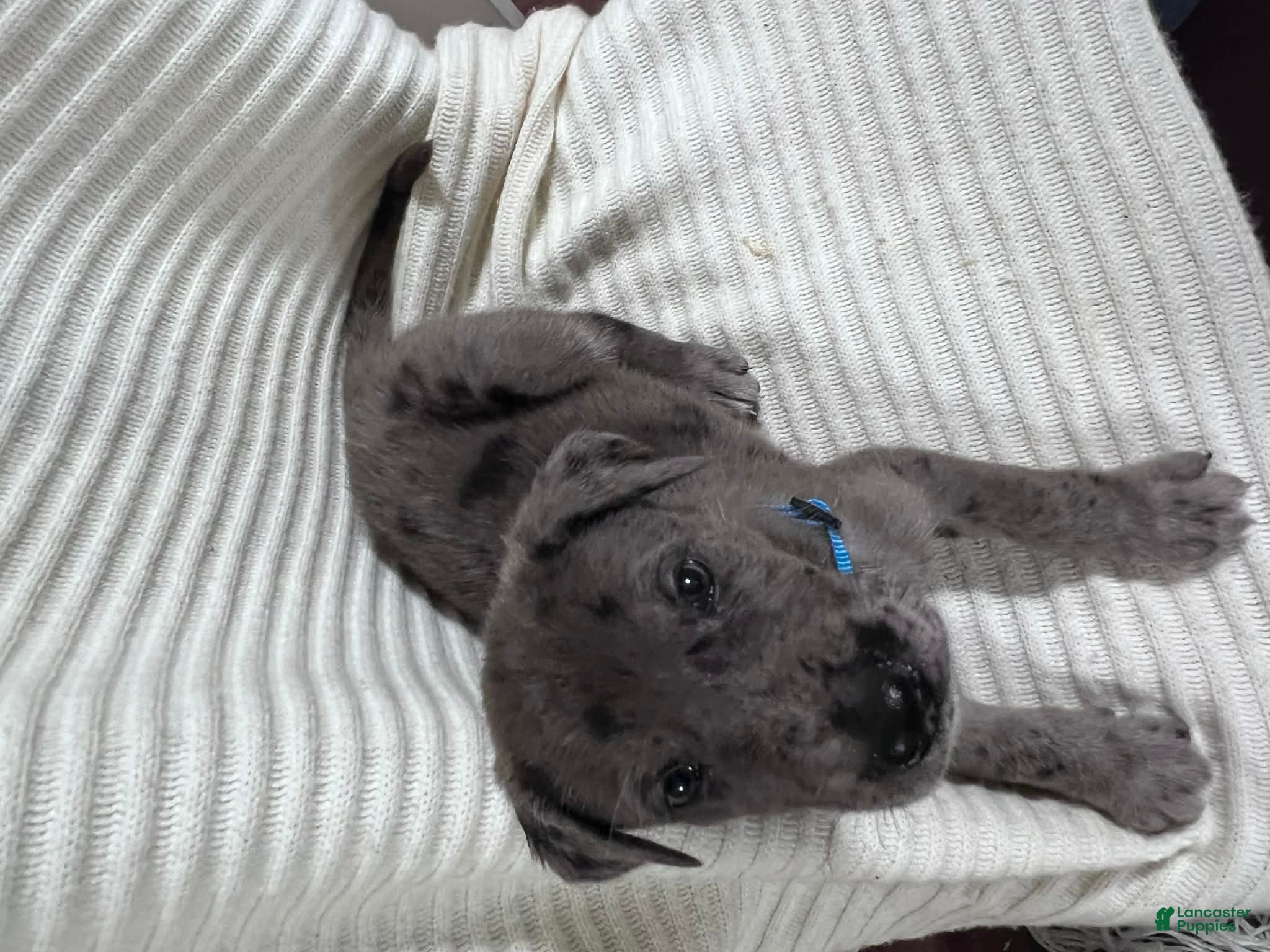 Mixed Breed dogs Jupiter - Ad 2