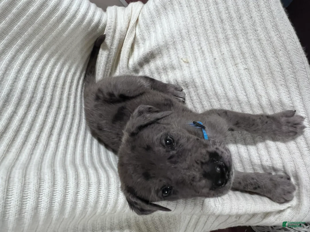 Mixed Breed dogs for sale: Jupiter - Ad 2